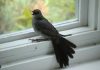 Chim bay vào nhà là điềm báo gì? những con số liên quan