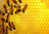 Mơ thấy ong là điềm báo gì ? Những con số liên quan
